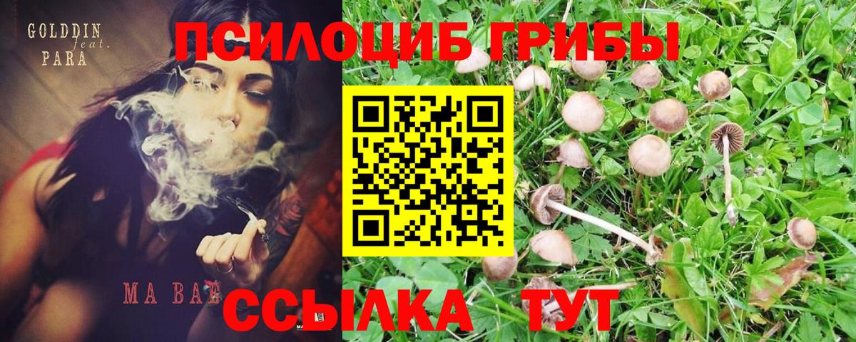 Псилоцибиновые грибы прущие грибы Великие Луки